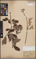 Foto von Salix cinerea L.